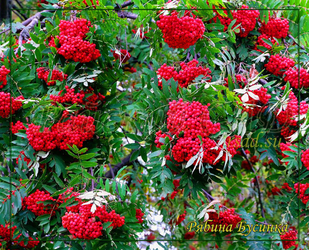 Рябина обыкновенная