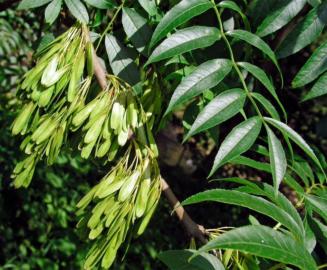 Ясень остроплодный