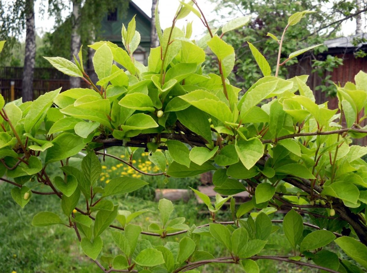 Лимонник Олтис