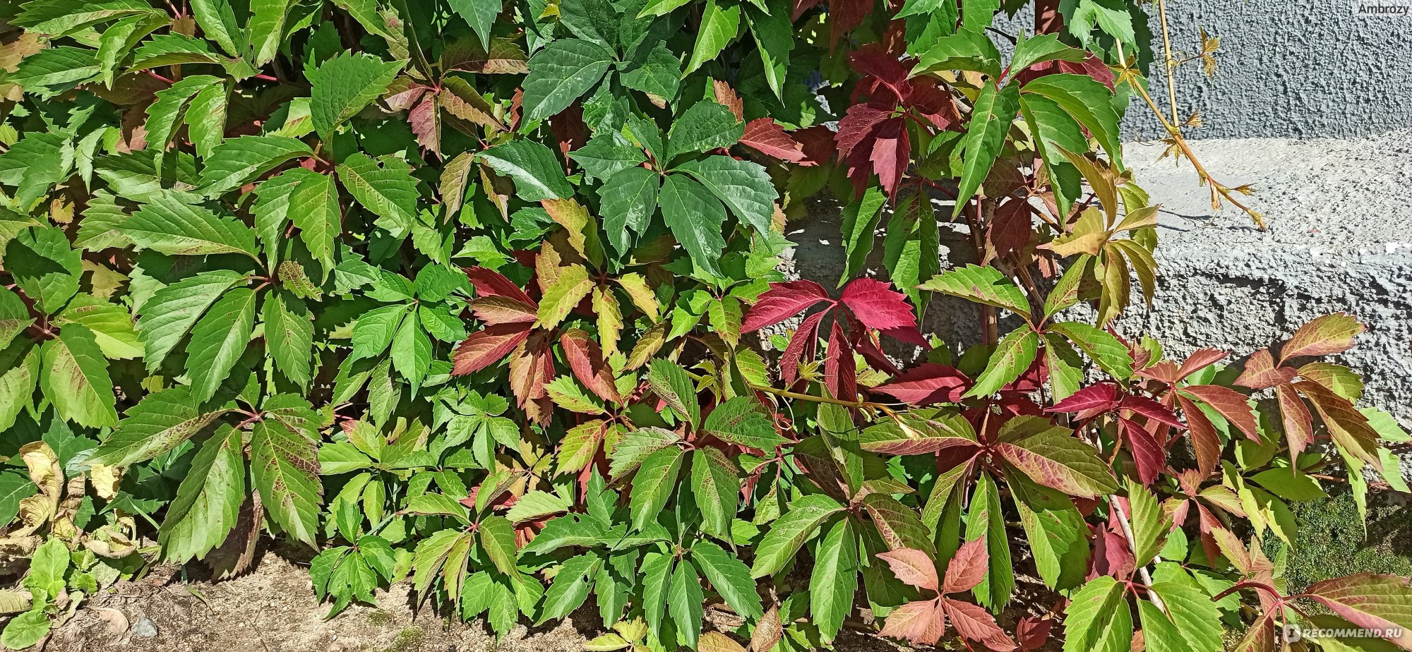 Девичий виноград Генри