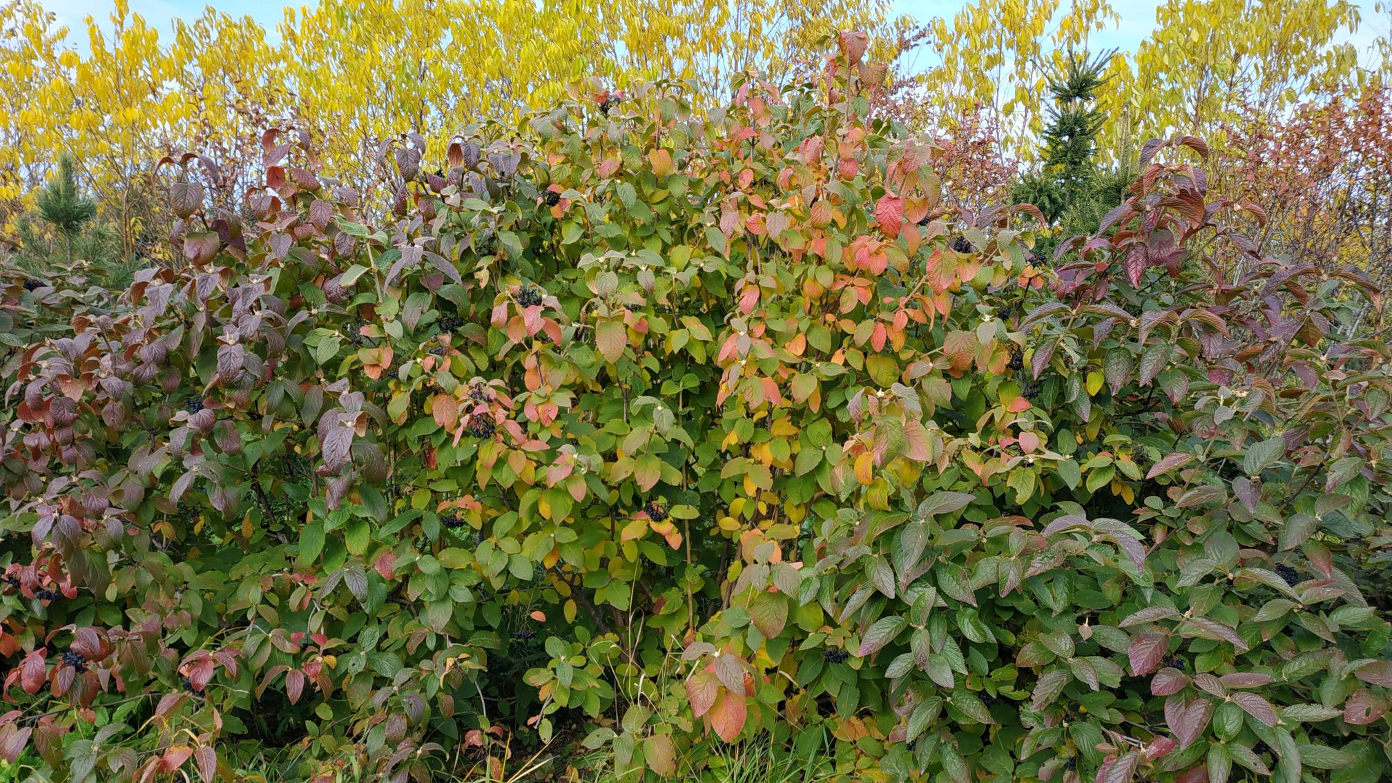 Калина буреинская