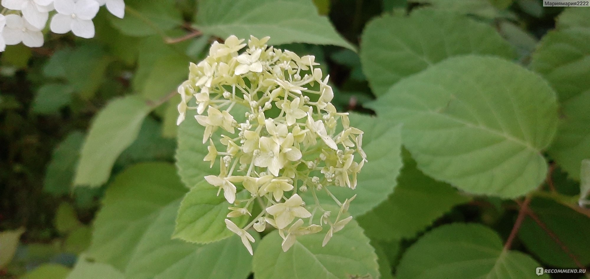 Гортензия пепельная Гортензия пепельная