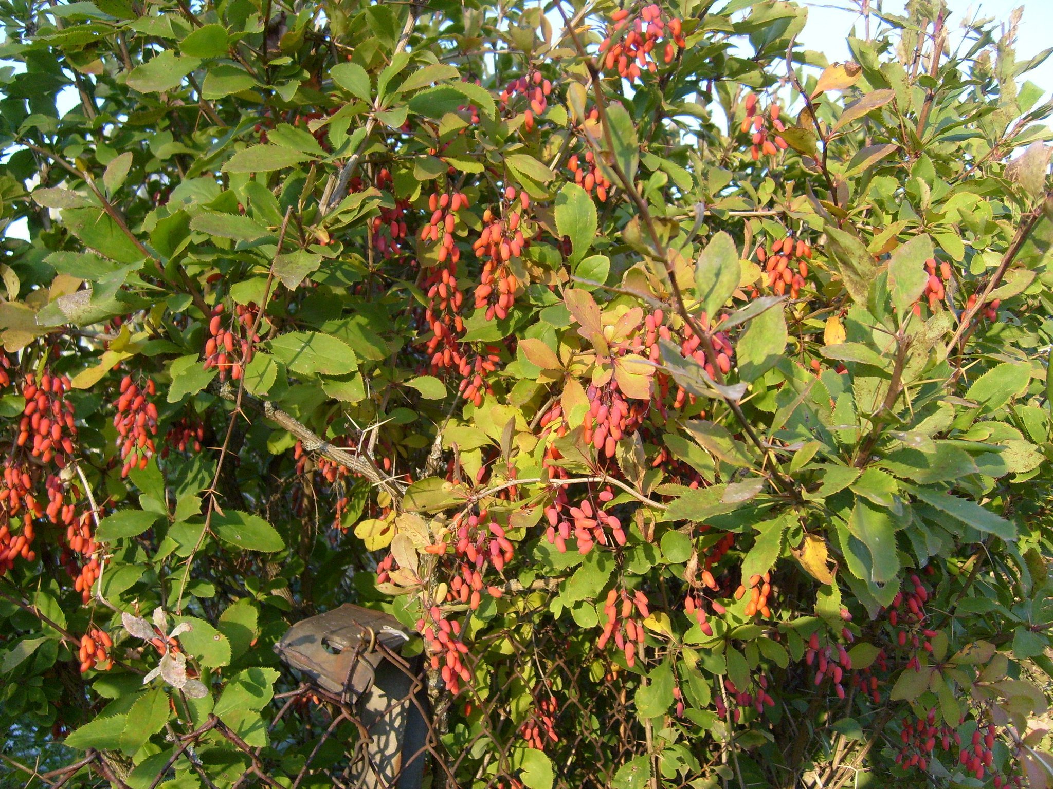 Барбарис Пуаре