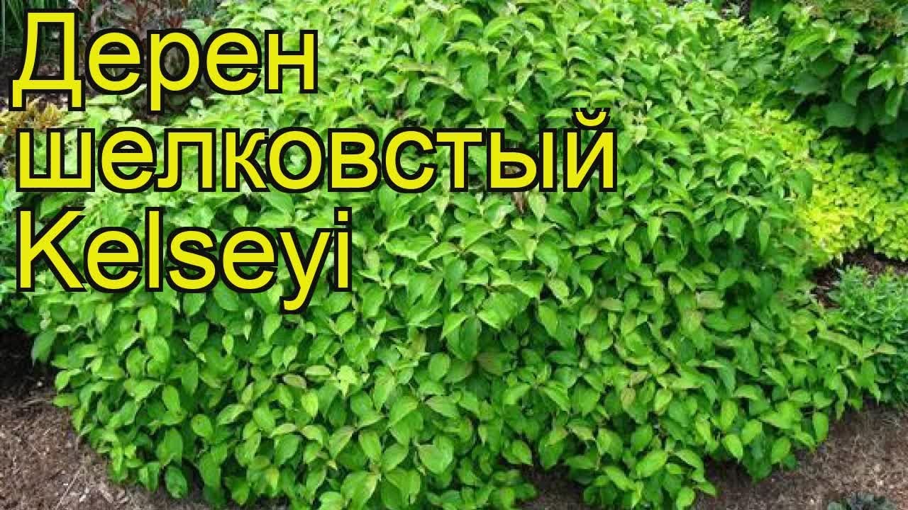 Дерен отпрысковый