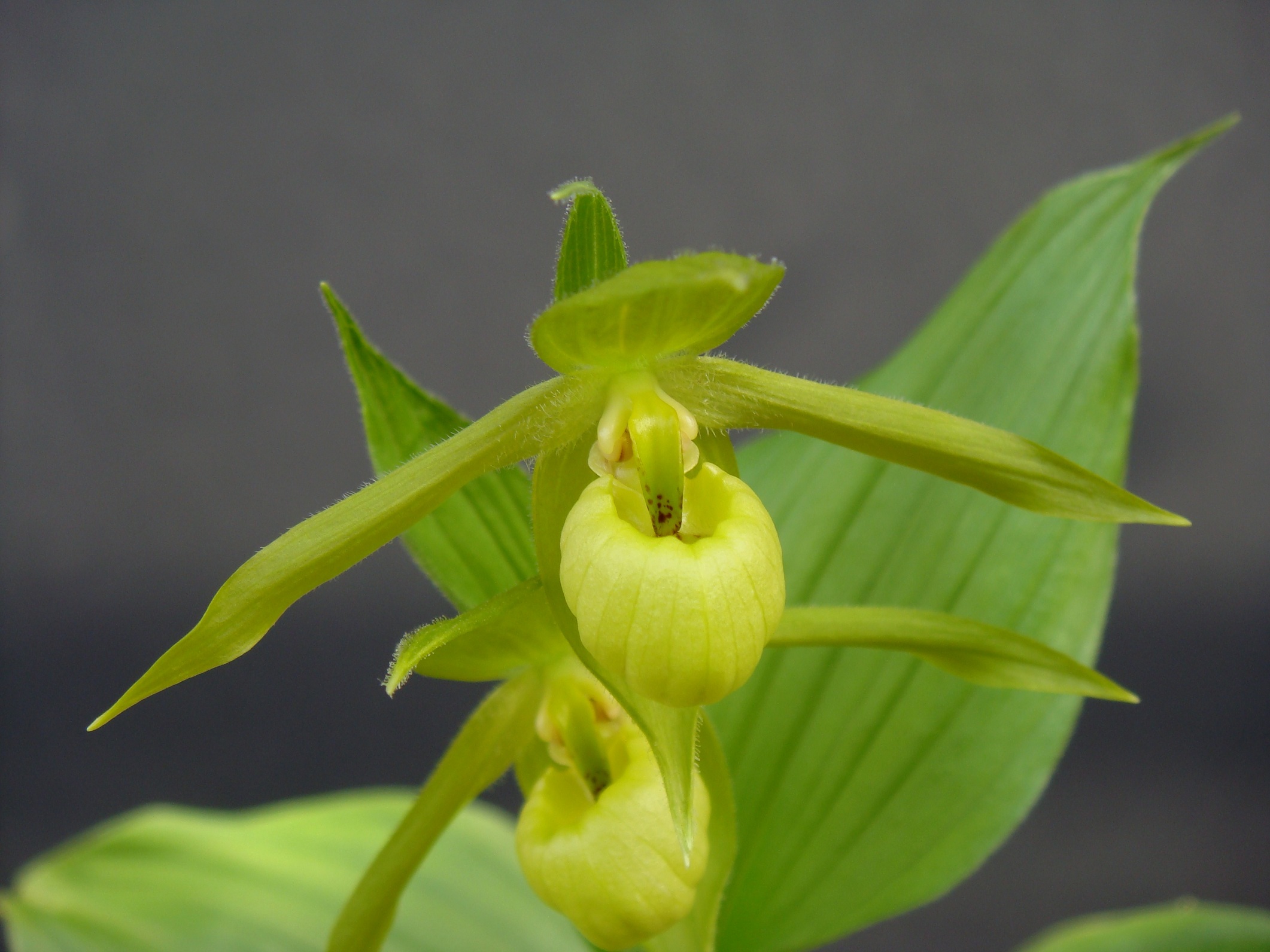 Башмачок Генри