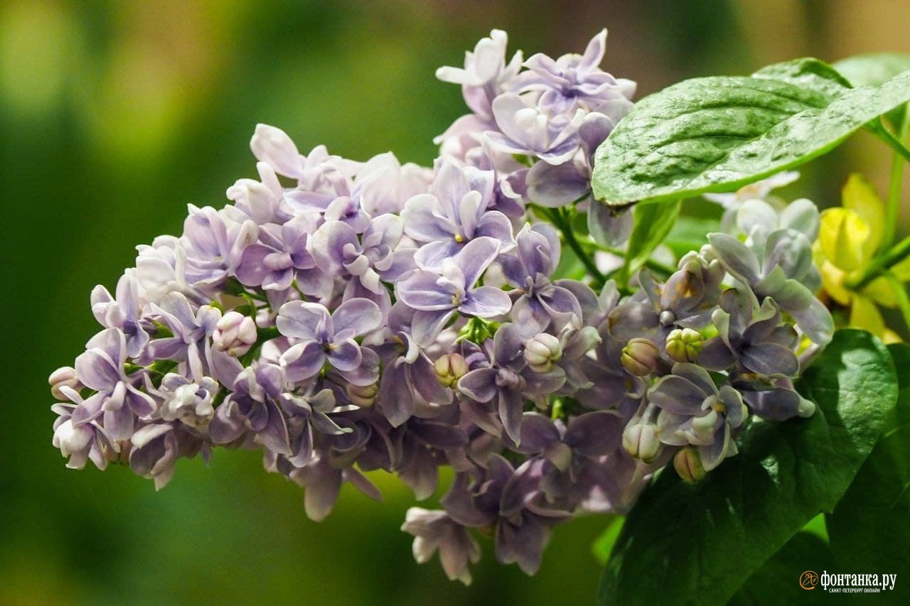 Сирень китайская