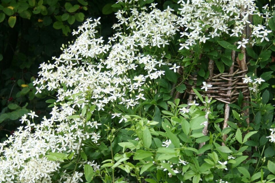 Ломонос маньчжурский