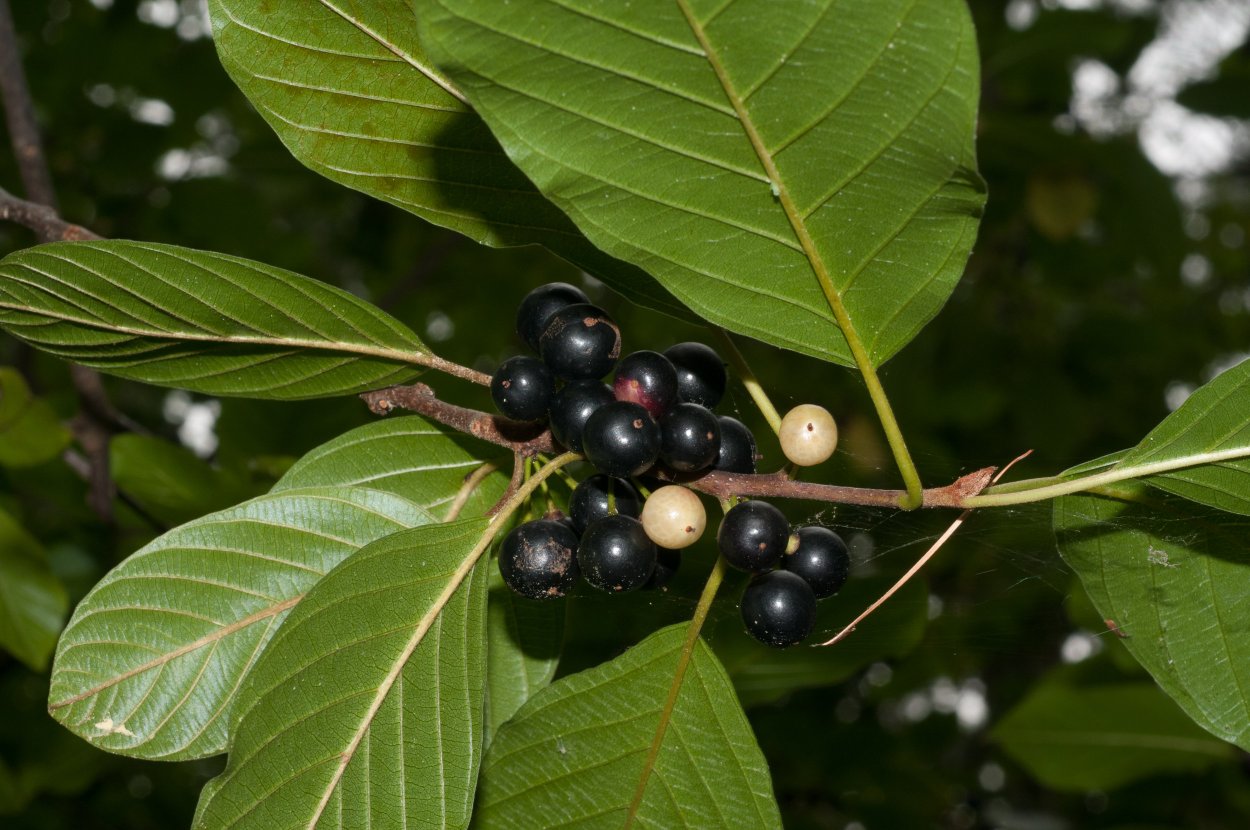 Крушина американская