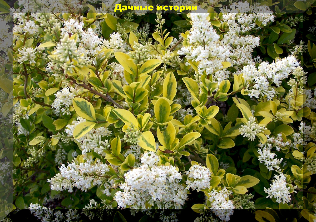 Бирючина золотистая