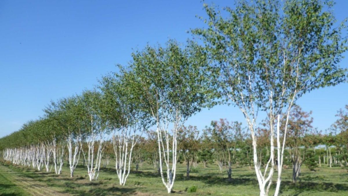 Береза ребристая