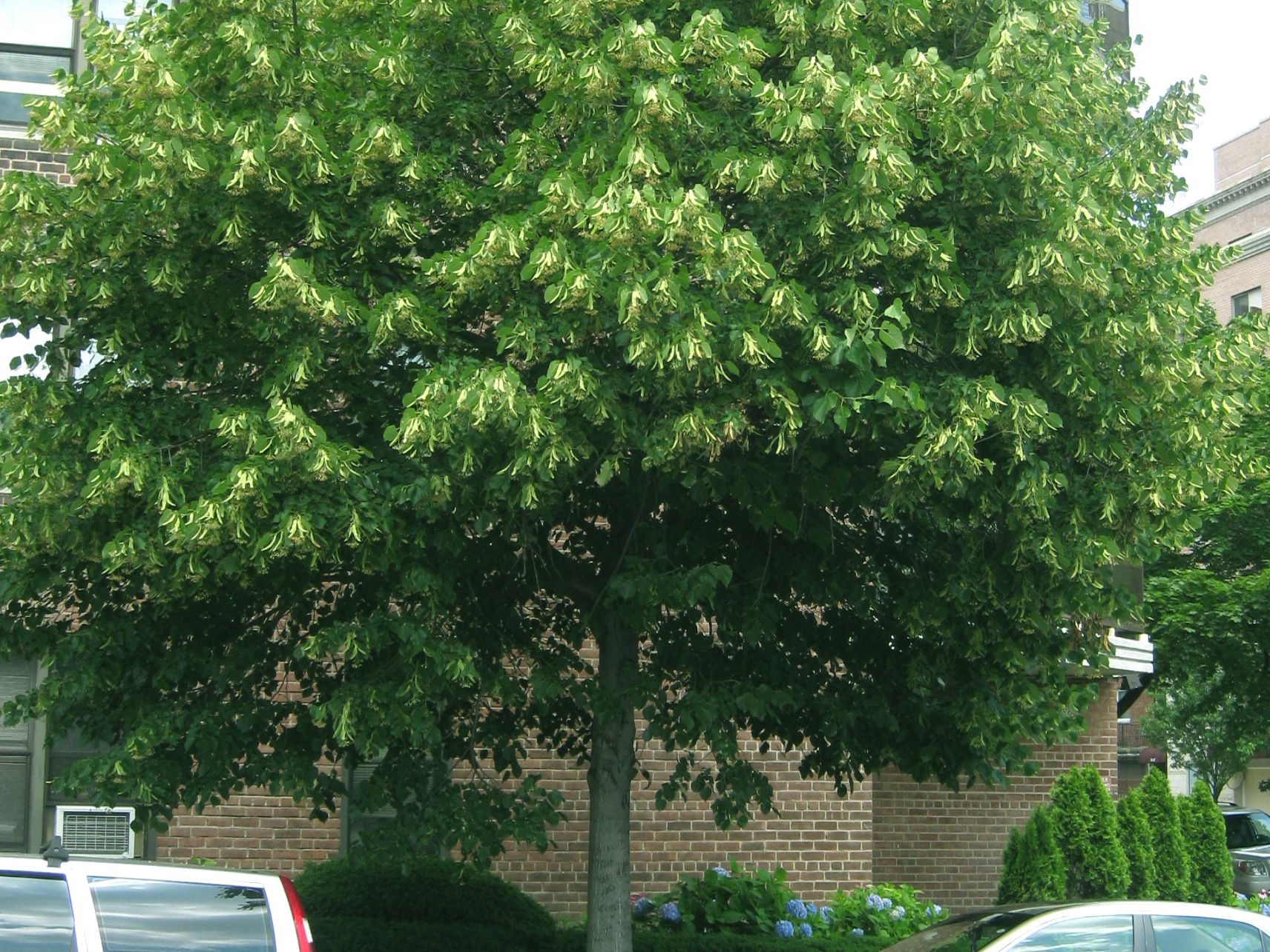 Липа американская