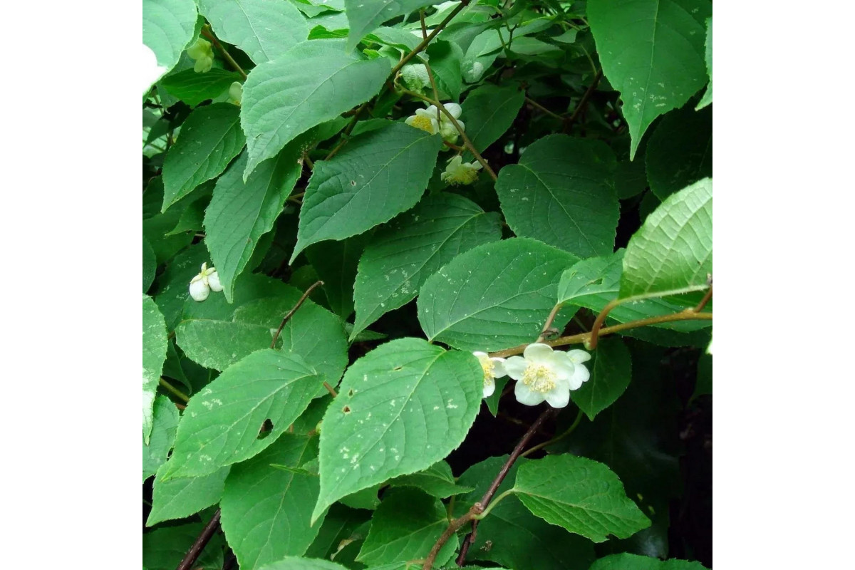 Актинидия полигамная