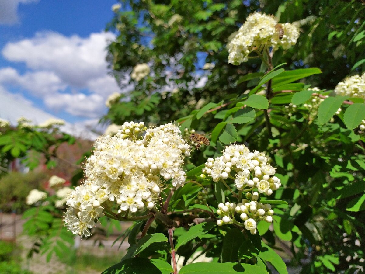 Рябина обыкновенная