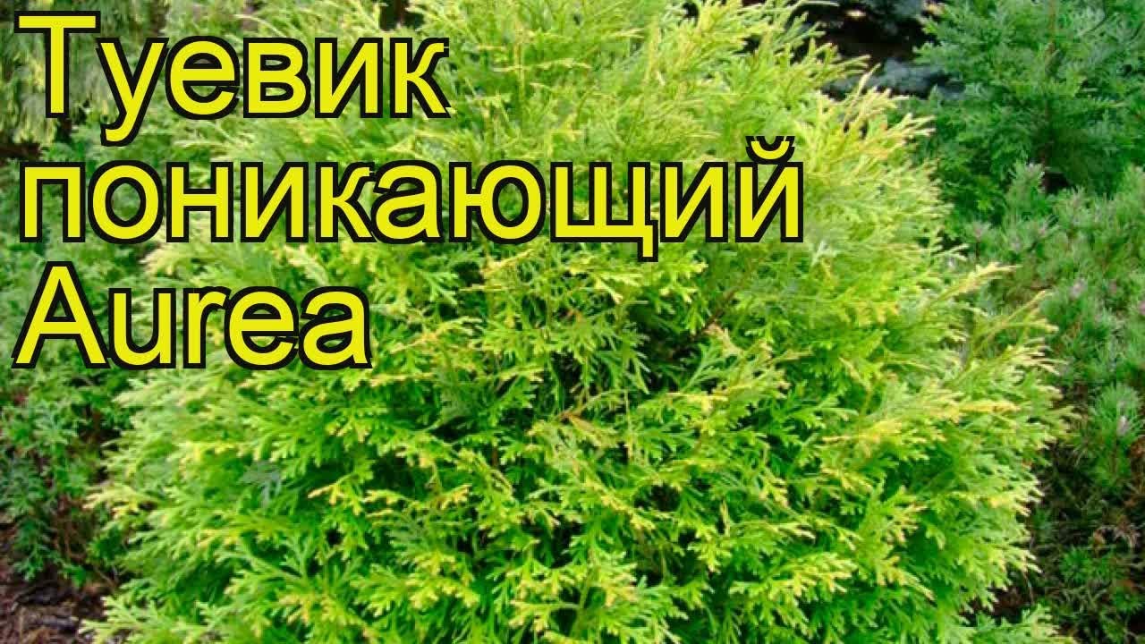 Туевик Туевик