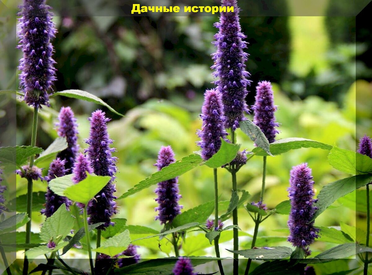 Лофант