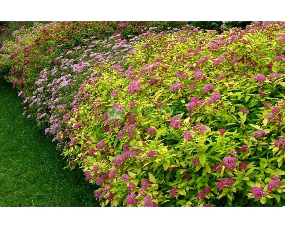 Спирея японская