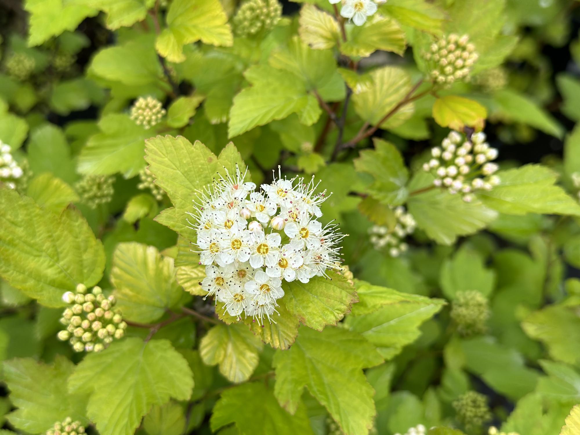 Пузыреплодник сизый