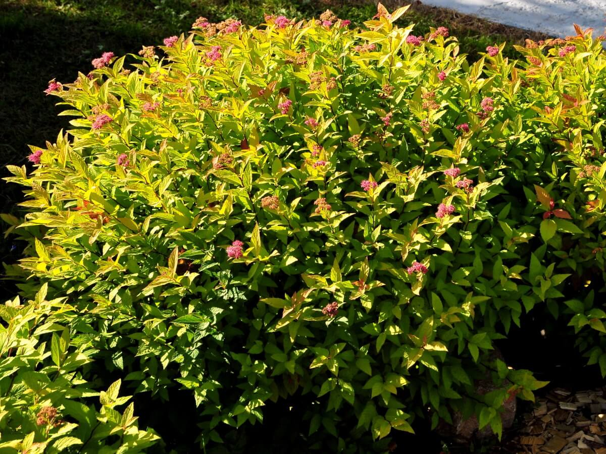 Спирея японская