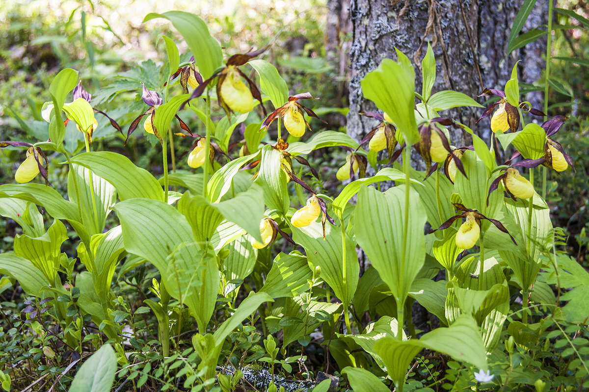 Башмачок настоящий