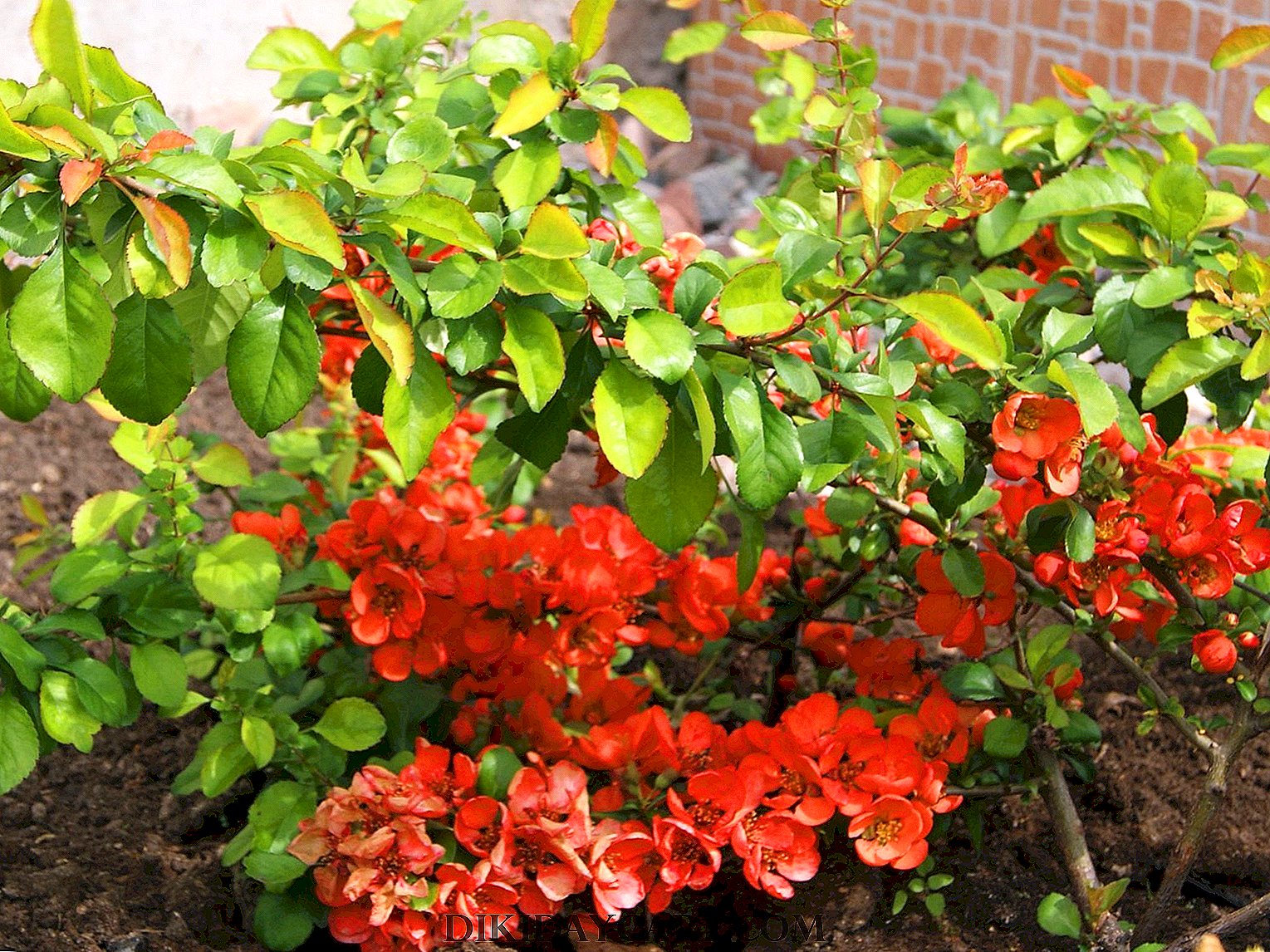 Айва китайская