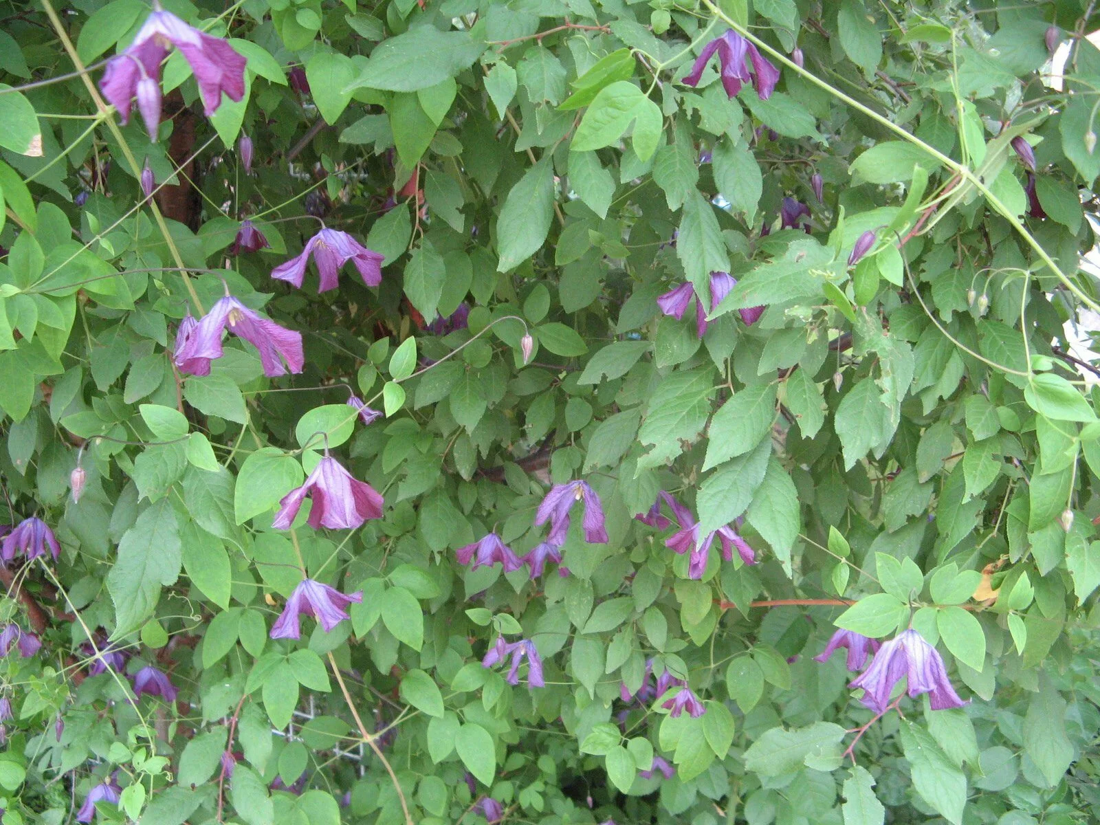 Клематис Витицелла