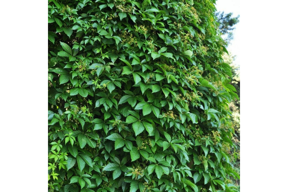 Девичий виноград Генри