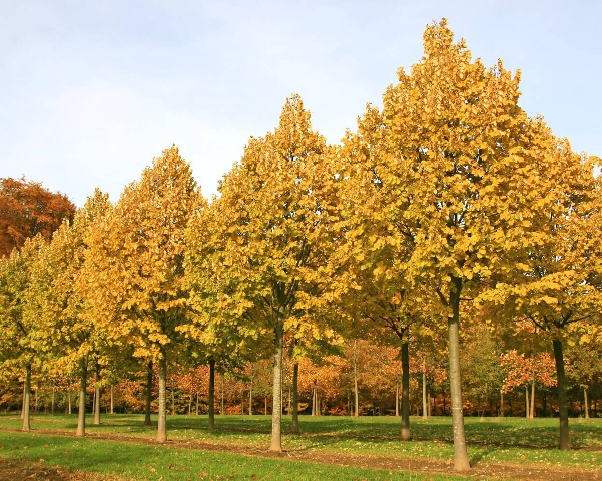 Липа войлочная Липа войлочная