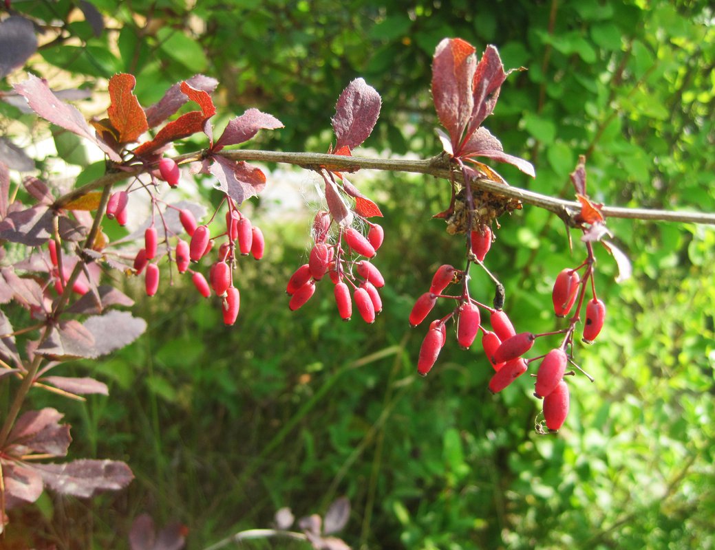 Барбарис сибирский Барбарис сибирский