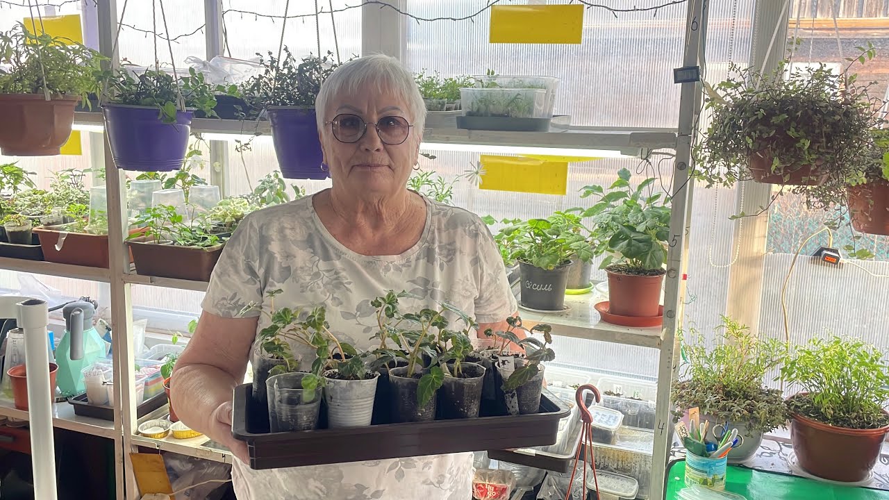 Бегония королевская