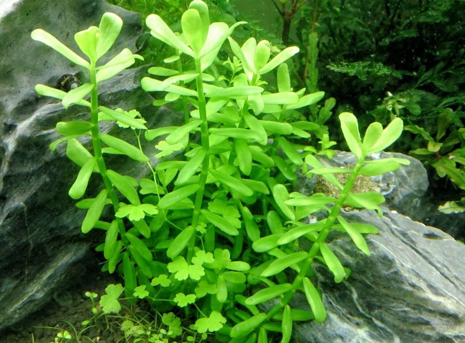 Бакопа Монье