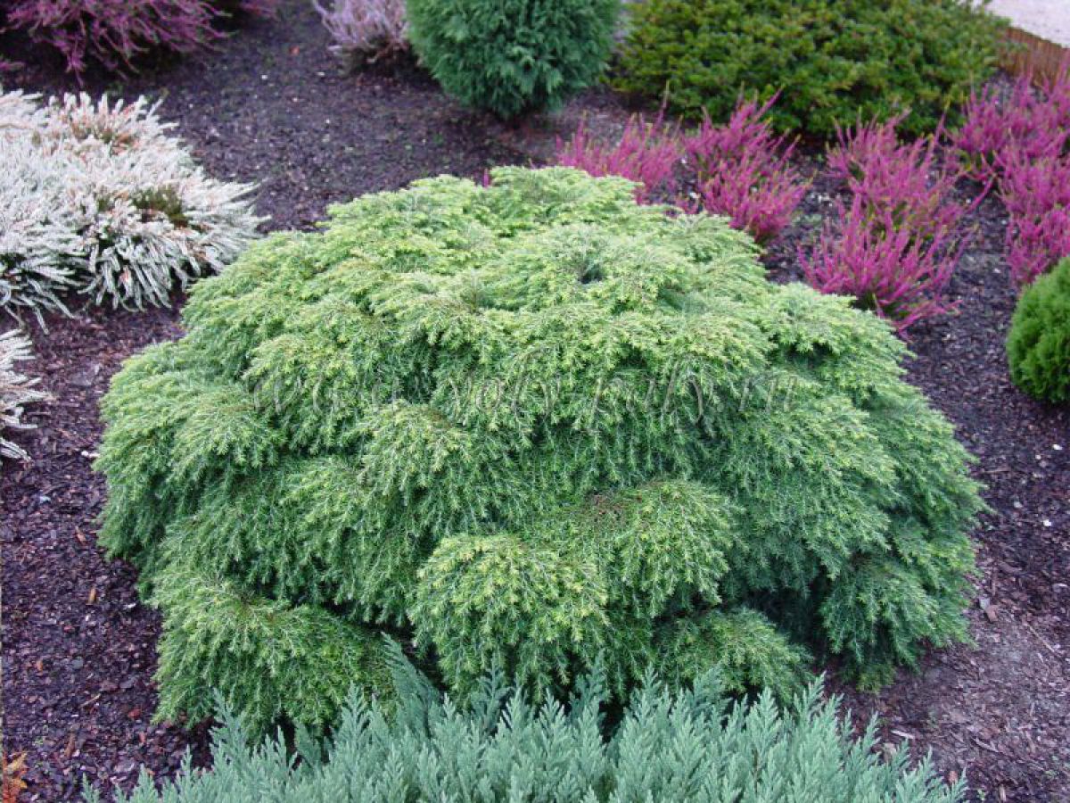 Тсуга Тсуга