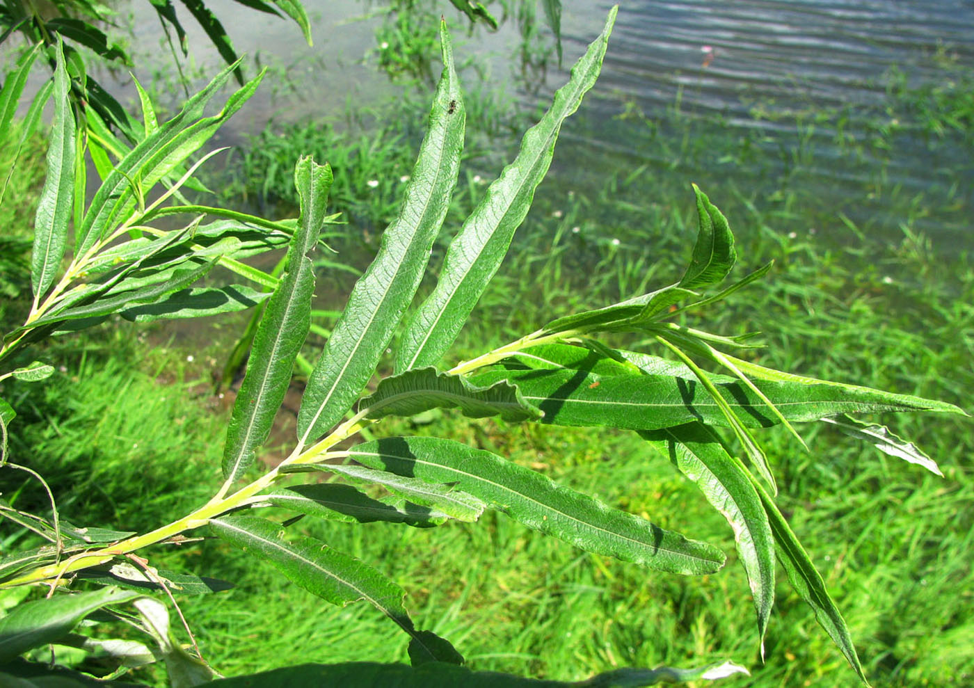 Ива корзиночная Ива корзиночная