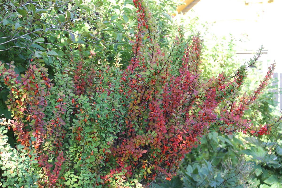 Барбарис боярышниковый