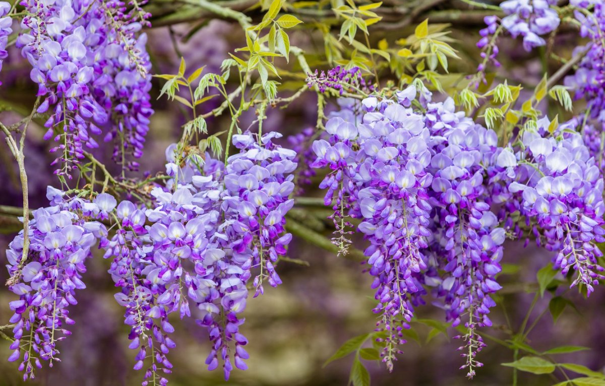 Глициния кустарниковая Глициния кустарниковая