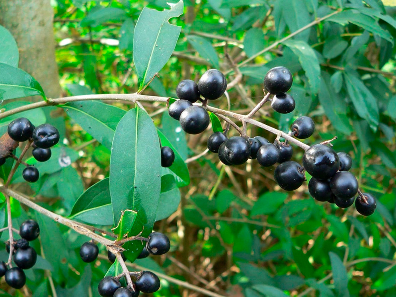 Бирючина иезская