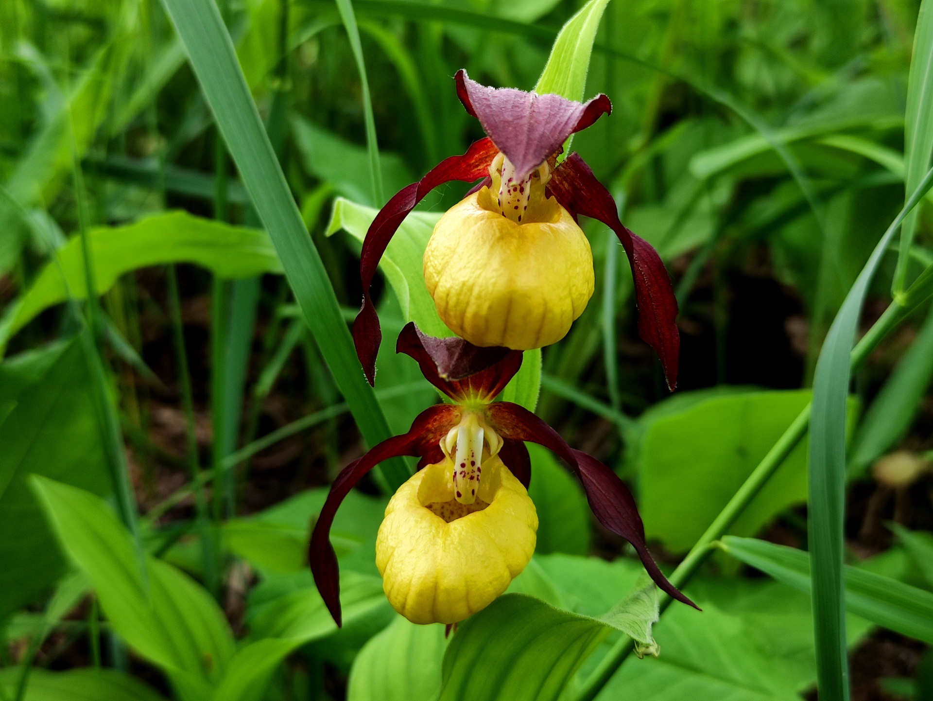 Башмачок вздутый