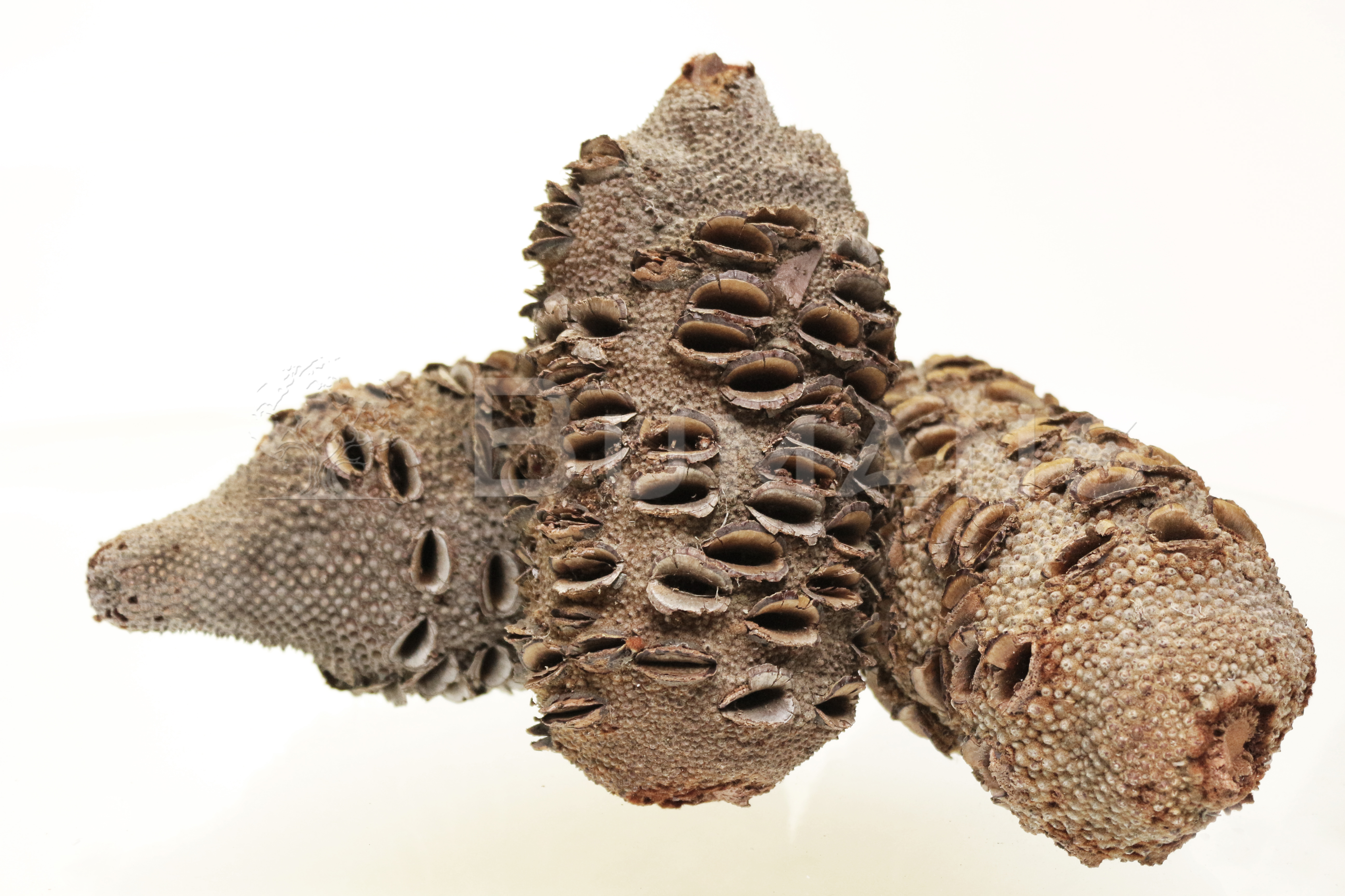 Банксия Броуна