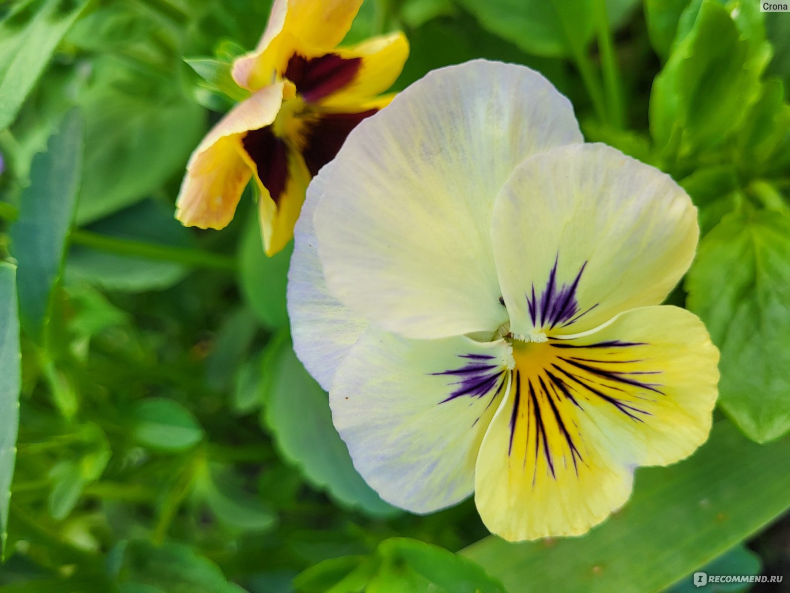 Анютины глазки Анютины глазки