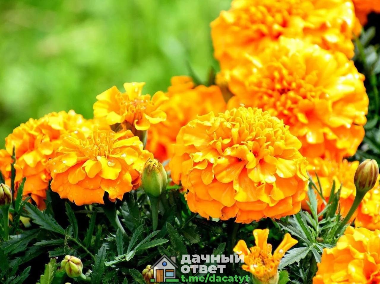 Бархатцевые Бархатцевые