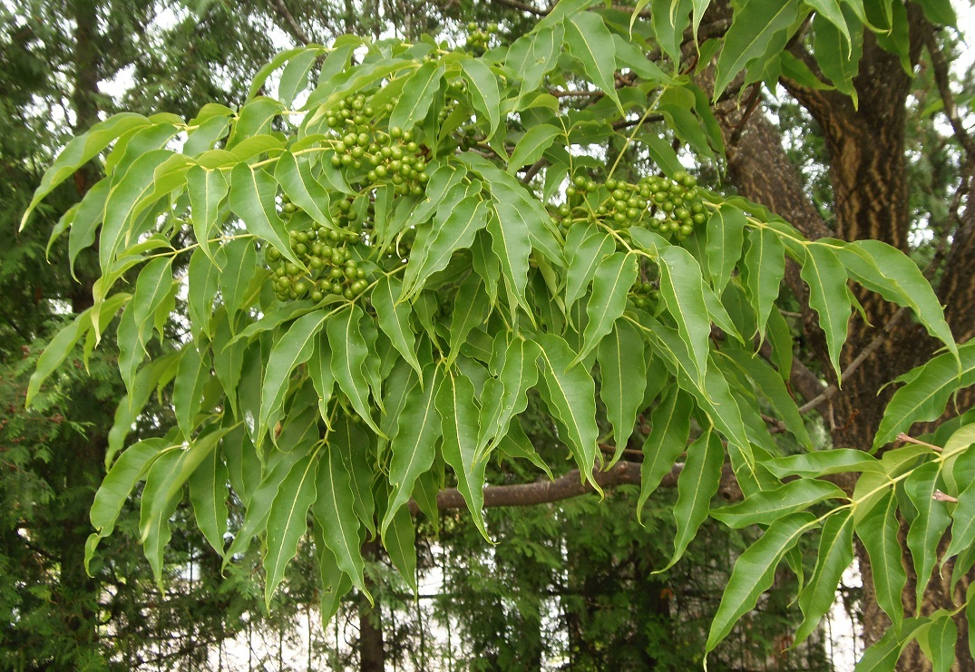 Бархат (растение)