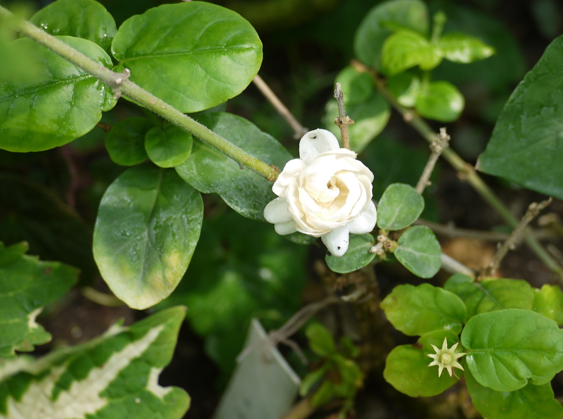 Жасмин самбак