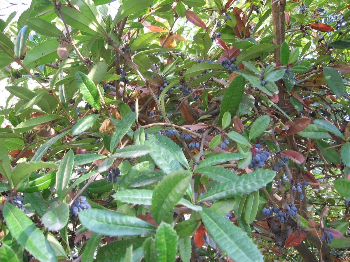 Барбарис Юлианы Барбарис Юлианы