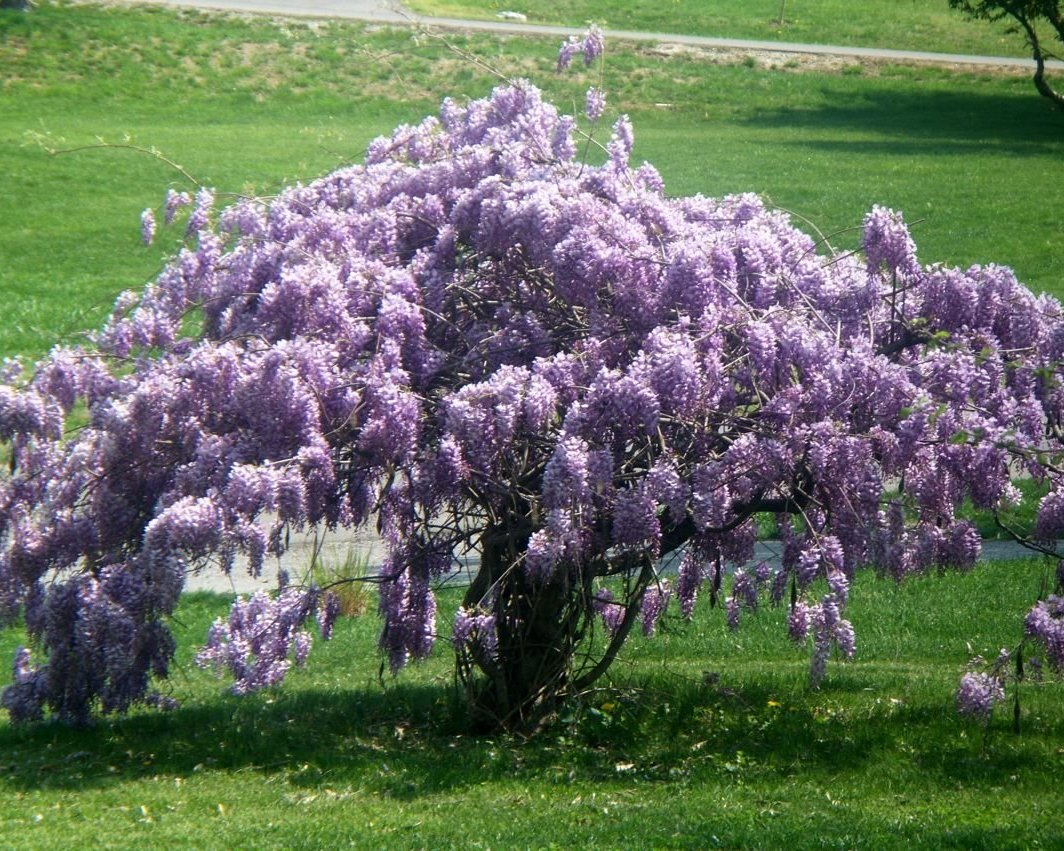 Глициния макростахия