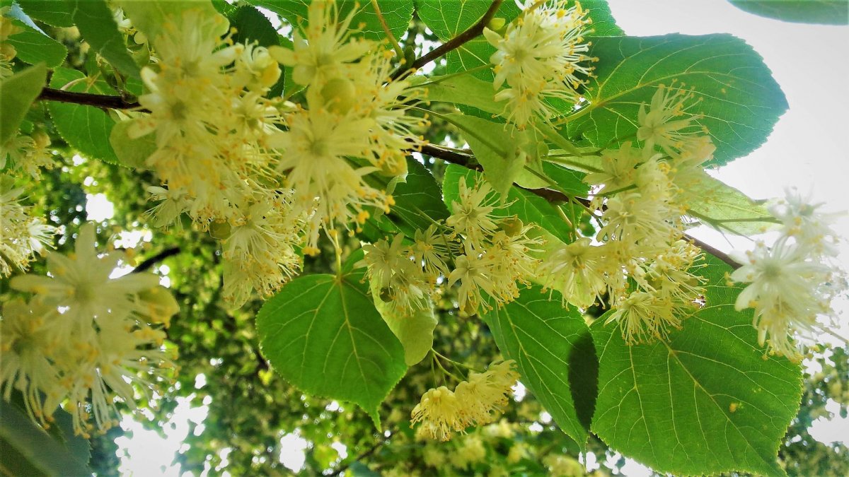 Липа сибирская