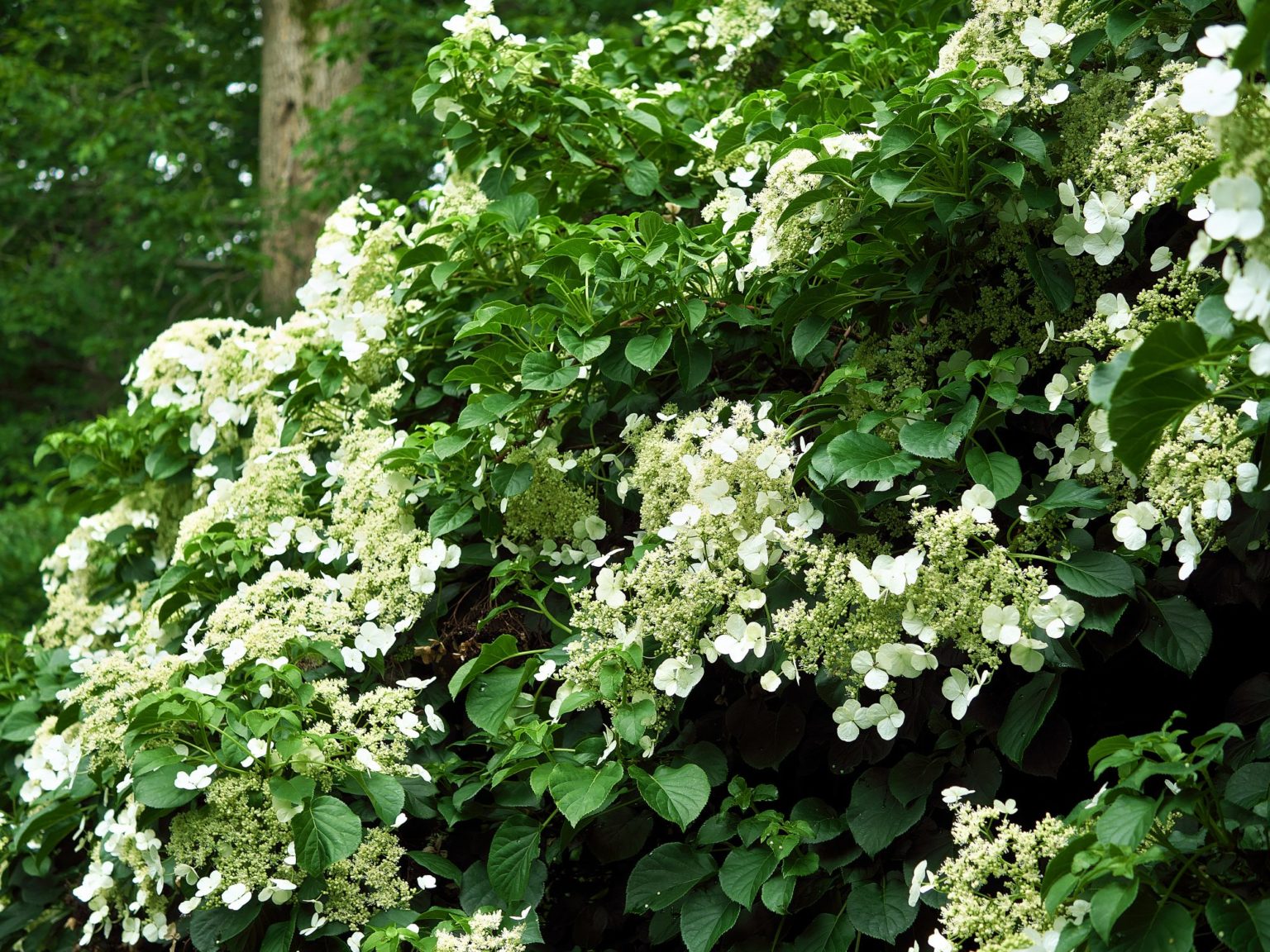 Гортензия черешковая Гортензия черешковая