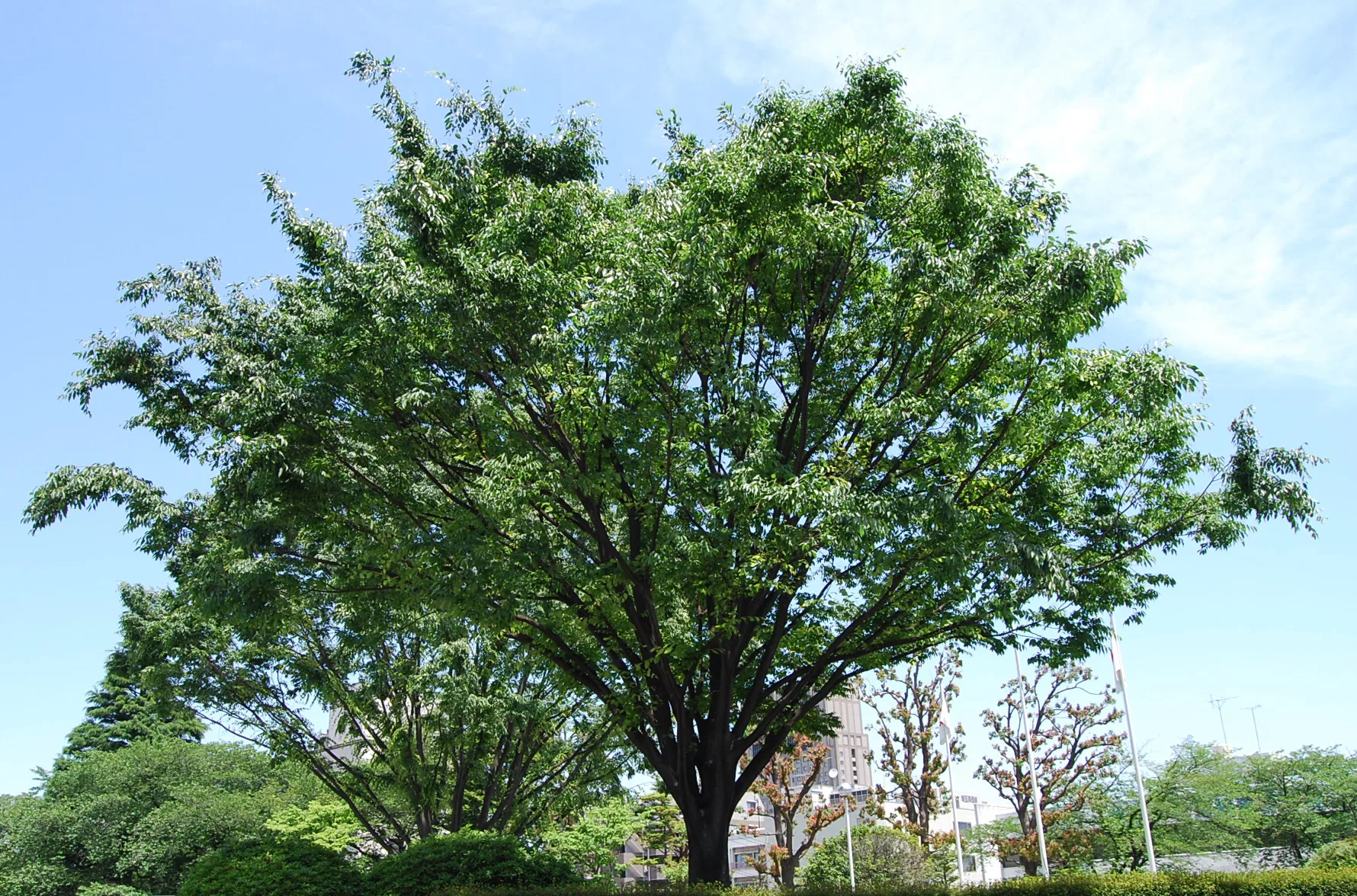 Вяз японский