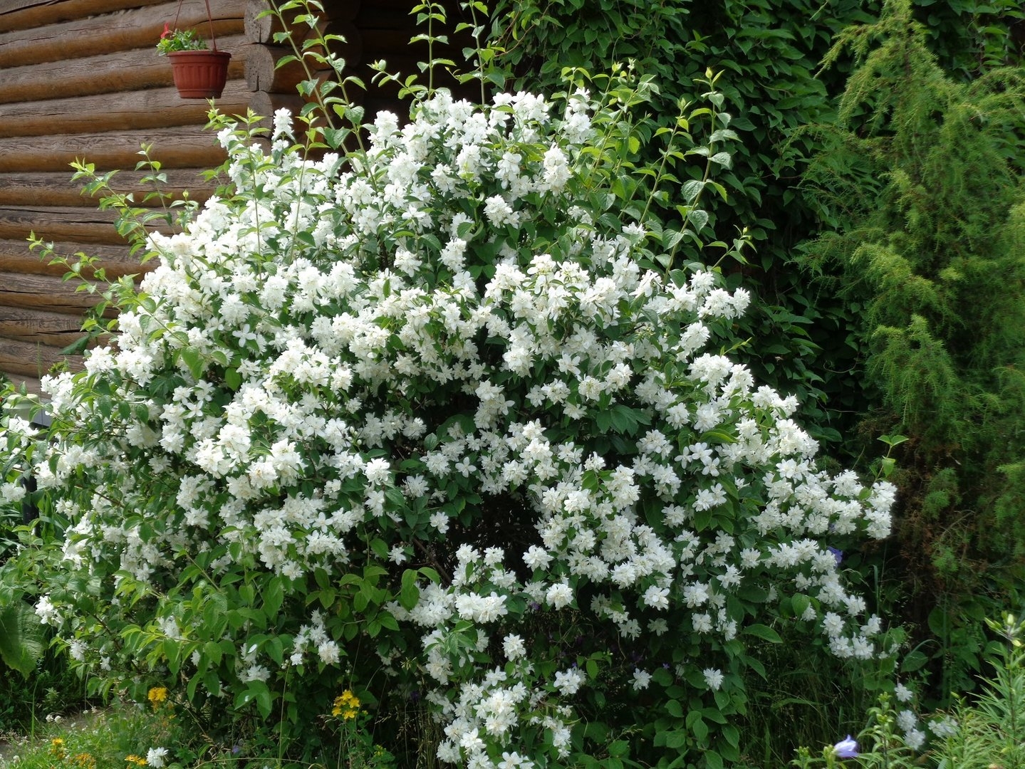 Жасмин карликовый