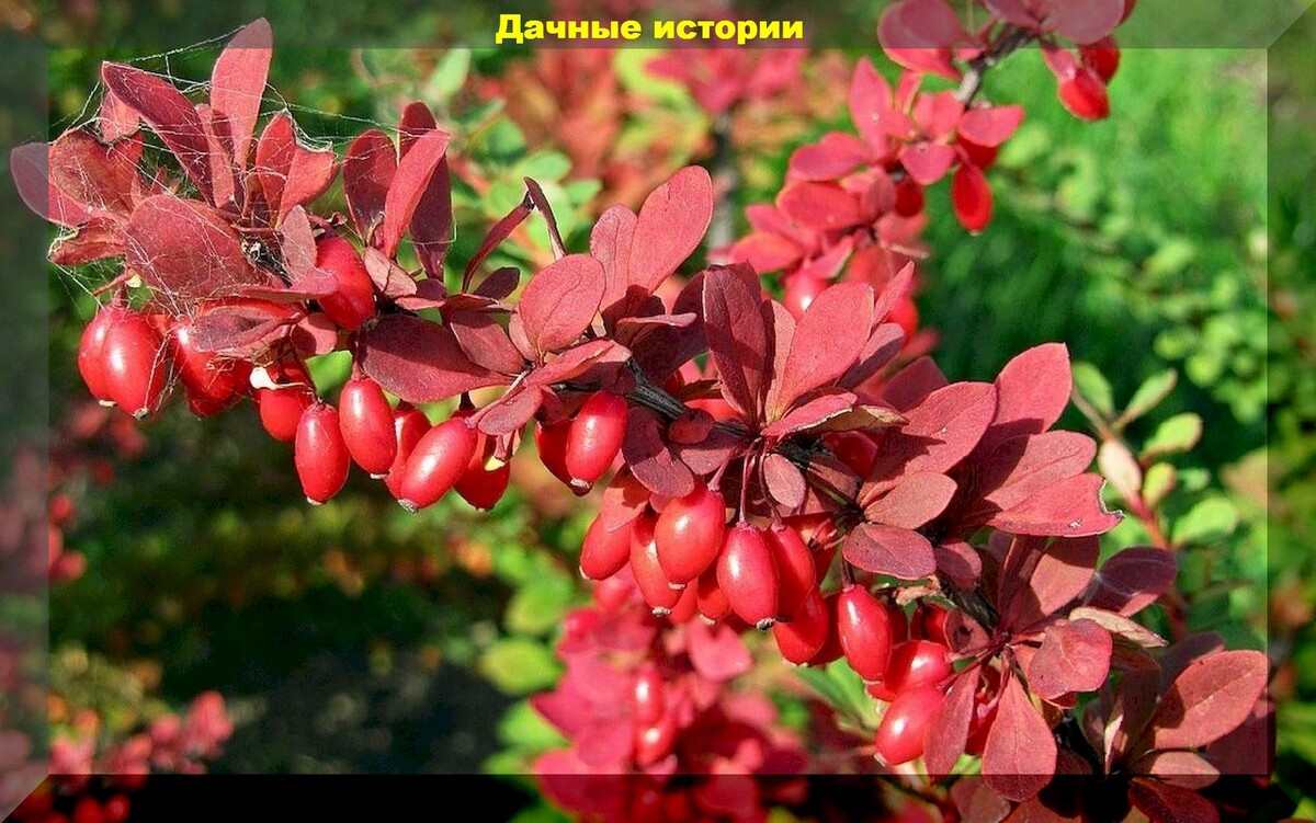 Барбарис канадский