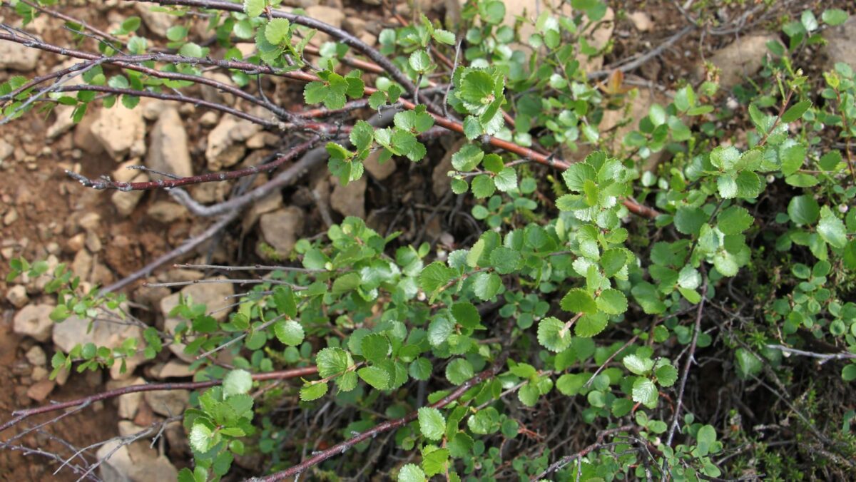 Береза карликовая Береза карликовая