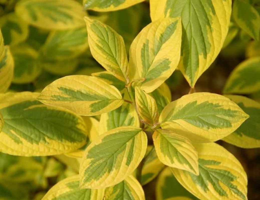 Дерен Дерен